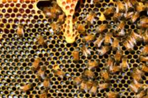EXPOSITION : LE MIEL ET L'APICULTURE EN CÉVENNES