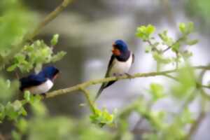 A la découverte de nos oiseaux