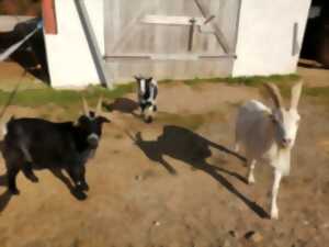 photo Visite immersive à la mini-ferme refuge