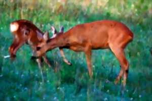 photo Balade nature : A la rencontre du Chevreuil