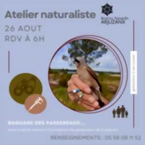 photo Baguage de passereaux