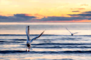 Reflet Sauvage