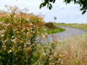 Les Rendez-vous Nature - Merveilles naturelles du marais