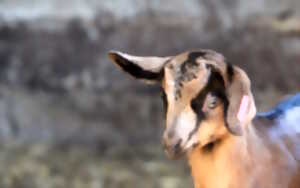 photo Visite de la ferme Salaberry