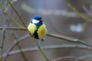 Balade nature : découverte des oiseaux