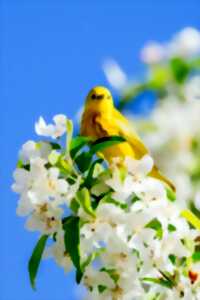 photo Fête du printemps : les petits exploarteurs de la nature