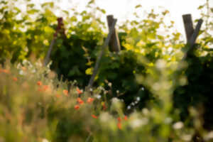 photo Au bout du chemin : balade, spectacle & apéro dans les vignes