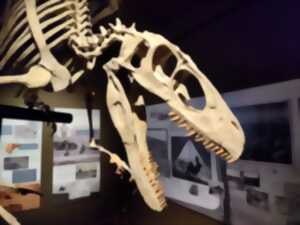 photo Nuit européenne des musées au musée d'Histoire Naturelle et d'Ethnographie