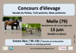 photo Concours départemental races mulassières du Poitou de Melle