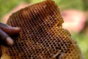 ATELIER BEEWRAPS