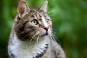 photo Championnat International des Chats de race