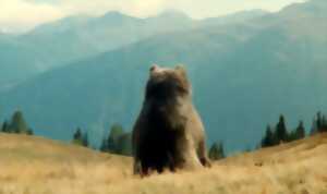 Film - L'Ours