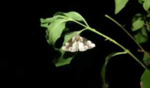 Papillons de nuit, une diversité insoupçonnée