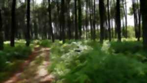 photo Balade à la découverte de la forêt