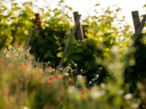 Au bout du chemin : balade, spectacle & apéro dans les vignes