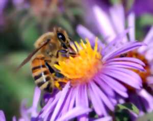 Fête du miel, de l'abeille et de la biodiversité