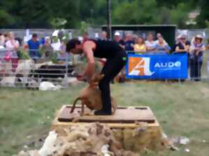 FOIRE AUX BESTIAUX DE MISSÈGRE