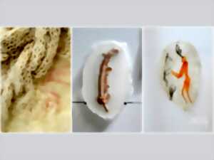 Natures Diverses, oeuvres d'art imprimé