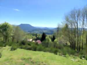 Balade de printemps en forêt