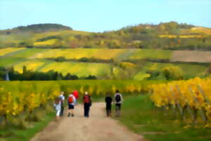 Visite guidée découverte de la Colline du Jesselsberg