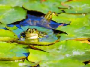 Les petites bêtes de l’eau