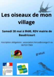 Les oiseaux de mon village