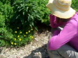 photo Fleurs de Bach