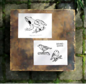 photo Initiation au dessin naturaliste