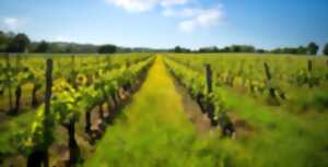 photo Les portes ouvertes de Montagne-Saint-Emilion