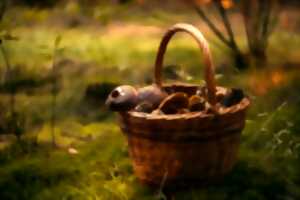 photo Sortie à la découverte des champignons