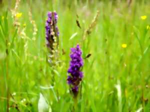 Découverte des orchidées