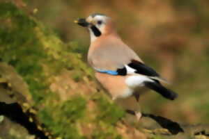 Bois Durieux (Neuville-Bourjonval) - Les oiseaux du boisement