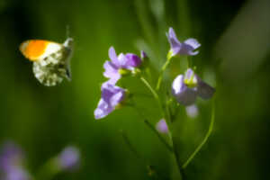 Glaisière de Nesles - Des plantes et leurs insectes