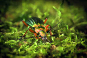 Forêt d'Eperlecques - Les insectes forestiers, les architectes du vivant