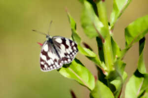 Terrils du Marais de Fouquières - Les papillons du terril : petits architectes de la biodiversité