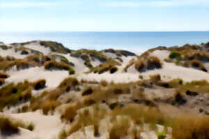 Dunes de Stella-Merlimont – A chacun son milieu