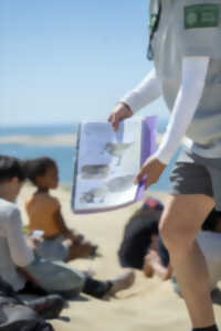 Balade nature : La migration des oiseaux à la Dune du Pilat