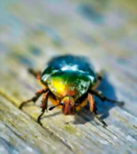 Atelier enfant : incroyables insectes