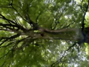 Atelier tout public : les habitants de l'arbre