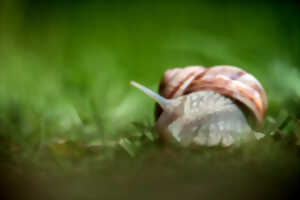 Dunes du Fort Vert - Les escargots