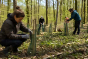 Bois des Hautois - Chantier Nature