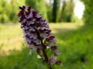 Rendez-vous Nature : le monde des orchidées