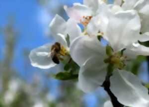 Fête de la Nature : les pollinisateurs