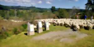 Concours de la racine ovine Limousine