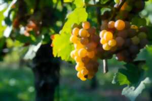 Les Estivales de Riquewihr : Au cœur du Schœnenbourg avec nos reines des vins d'Alsace