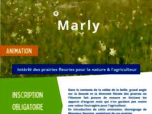 Sortie nature : Intérêt des praires fleuries pour la nature & l'agriculture