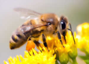 Eté actif Zoom : sur les pollinisateurs