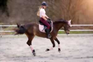 Stage d'équitation - Galop 4 et +
