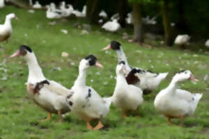 Fermes en Fête : Ferme de Larcher