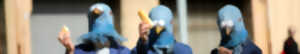 Mimos (in) : Sfumato